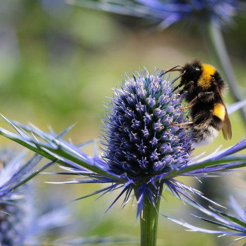 Elements Edinburgh. Bee on flower showing biodiversity