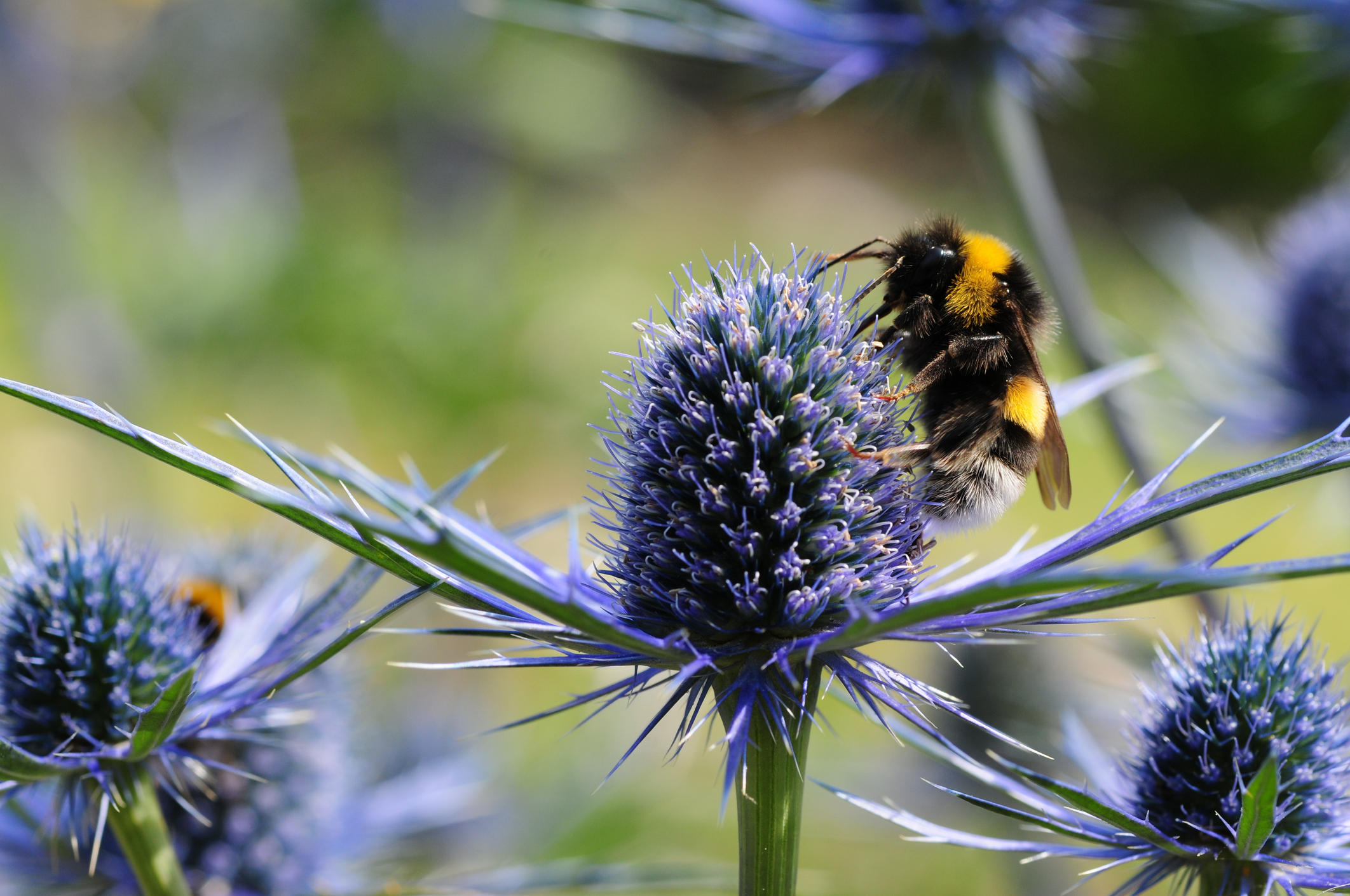 Why is biodiversity so important?